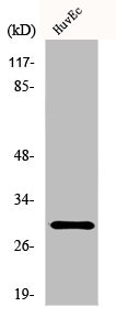 HOXB5 Antibody