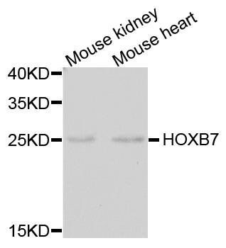 HOXB7 antibody