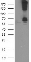 HOXC11 antibody