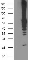 HOXC11 antibody