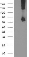 HOXC11 Antibody