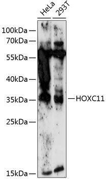 HOXC11 antibody