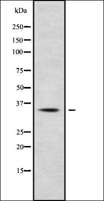 HOXC13 antibody