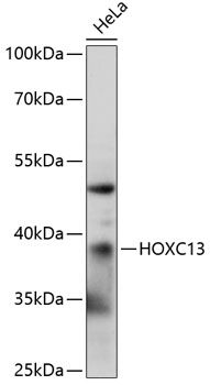 HOXC13 antibody