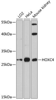 HOXC4 antibody