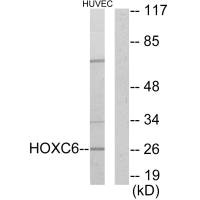 HOXC6 antibody