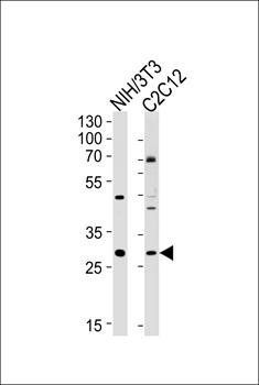 Hoxc9 antibody