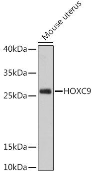 HOXC9 antibody
