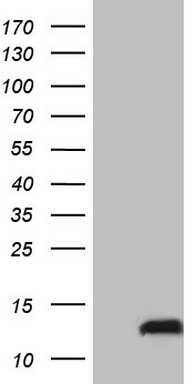 HOXD10 Antibody