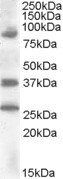 Goat anti-HOXD10 Antibody