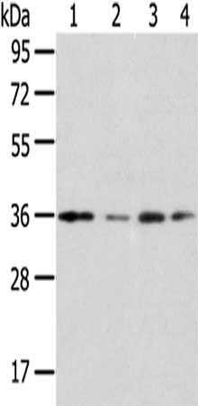 HOXD13 antibody