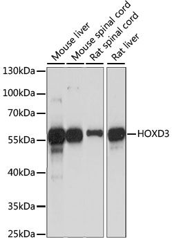 HOXD3 antibody