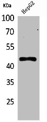 HOXD3 antibody