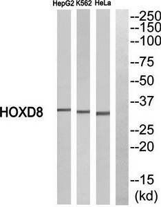 HOXD8 Antibody