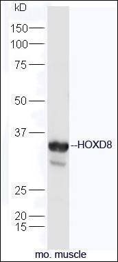 HOXD8 antibody