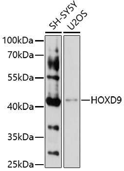 HOXD9 antibody