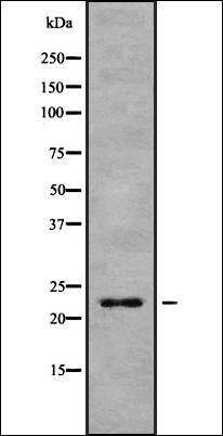 HP1gamma antibody