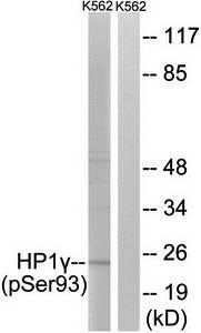 HP1gamma (phospho-Ser93) antibody