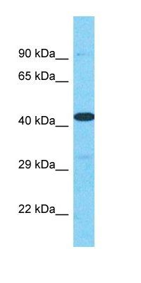 HPH2 antibody