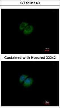 HPRT antibody