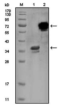 HPS1 Antibody