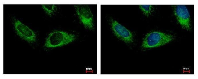 HPS3 antibody