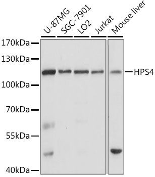 HPS4 antibody