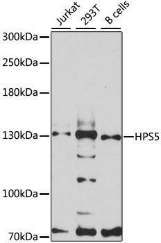 HPS5 antibody