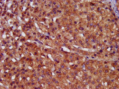 HPS6 Antibody
