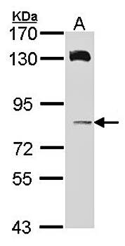 HPS6 antibody