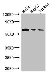 HPSE Antibody