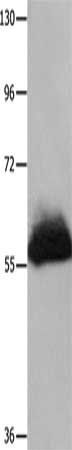 HPSE Antibody