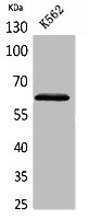 HPSE Antibody
