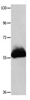 HPSE Antibody