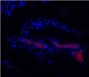 Mouse anti-HPV-16 E6, clone HPV-4B12 (Monoclonal)