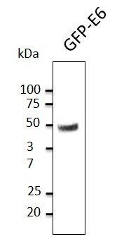 Anti-HPV11 E6