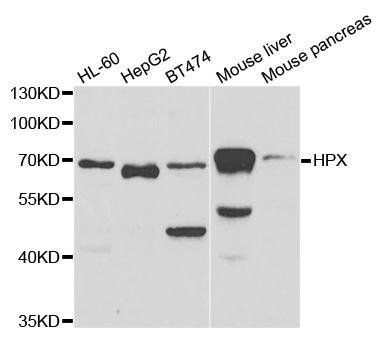 HPX antibody