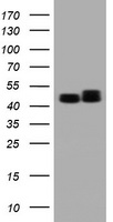 HRASLS3 Antibody