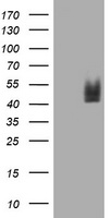 HRASLS3 (PLA2G16) antibody