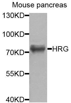 HRG antibody