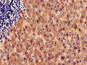 HRH1 Antibody