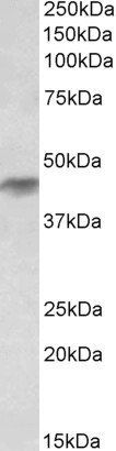 Goat anti-Histamine Receptor H2 (aa309-323) (mouse) Antibody