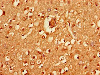 HRH3 Antibody