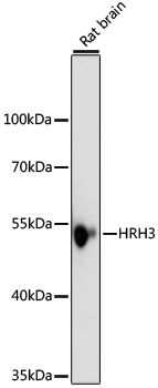 HRH3 antibody