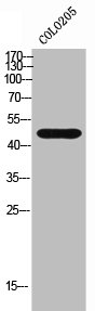 HRH3 antibody