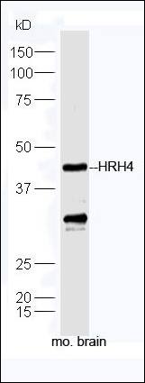 HRH4 antibody
