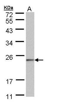 HRPAP20 antibody