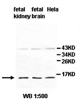 HRSP12 Rabbit Polyclonal Antibody