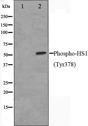 HS1 (Phospho-Tyr378) antibody