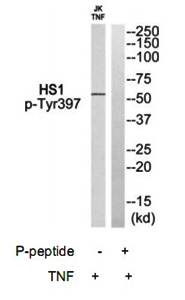 HS1 (Phospho-Tyr397) Antibody